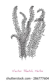 A vector black and white sketch of herbs, initially hand drawn in Chinese ink