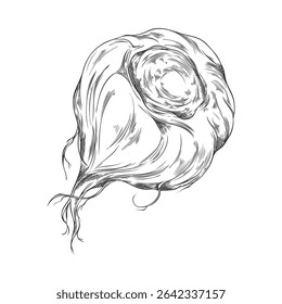Vector black and white sketch of maca root, hand drawn. Organic superfood. Natural ingredient for healthy nutrition and energy. Peruvian vegetable. Isolated engraved illustration.
