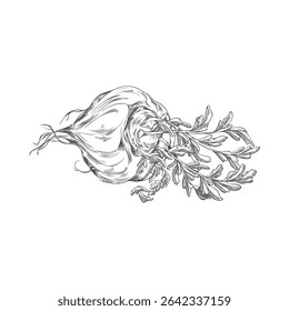 Vector black and white sketch of maca root, hand drawn. Organic superfood. Natural ingredient for healthy nutrition and energy. Peruvian vegetable. Isolated engraved illustration.