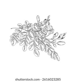 Vector Black and White Sketch of Moringa Oleifera Branch with Leaves and Flowers. Botanical Outline Illustration. Organic, Nutritious Plant. Natural Ingredient. Isolated Background.