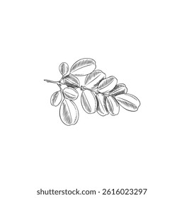 Vector black and white sketch of moringa oleifera branch, hand drawn outline style. Botanical vintage illustration. Organic product for cosmetology, cooking and medicine. Isolated background.