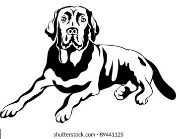 vector black and white sketch a portrait of a close-up of serious dog breed labrador retrievers lies