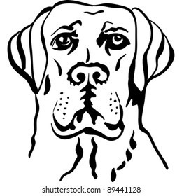 vector black and white sketch a portrait of a close-up of serious dog breed labrador retrievers