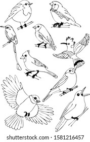 Vector black and white sketch set drawn by hand. Set of vector outline line stroke birds set.