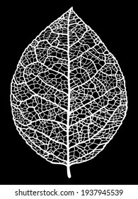 Vector black and white sketch of the structure of a dry leaf with veins. For autumn decor.