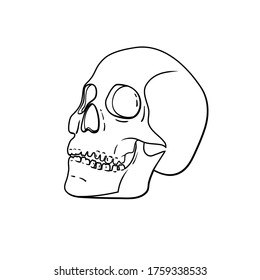 Vector black and white skull isolated on background