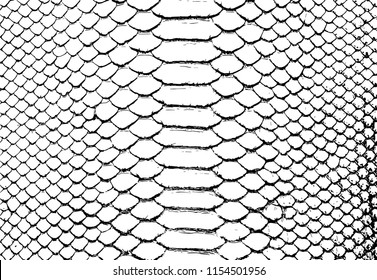 Vector Black And White Snake Skin Background
