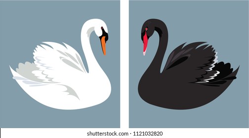 Vector of black and white swans