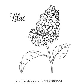 Vector black and white syringa (lilac) on a white background