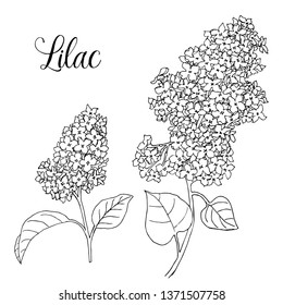 Vector black and white syringa (lilac) on a white background