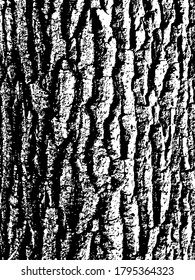 vector black and white texture of oak tree bark