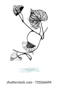 Vector black and white twigs and leaves of Ipomoea or Morning Glory; stylized as stamp or imprint; rustic or boho style, element for decorative floral design