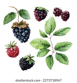 vector blackberries, painting Hand drawn watercolor painting on white background.