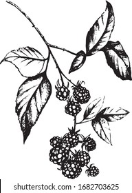 Vector Blackberry berries on a twig with leaves on a white isolated background. Illustration in hand-drawn, realistic style, pencil sketch. Use in packaging cosmetics, sauces, juices, restaurant menus