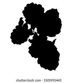 Vector Blackberry healthy food. Black and white engraved ink art. Isolated berry illustration element on white background.