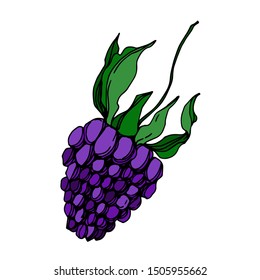 Vector Blackberry healthy food. Black and white engraved ink art. Isolated berry illustration element on white background.