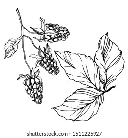 Vector Blackberry healthy food. Black and white engraved ink art. Isolated berry illustration element on white background.