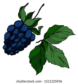 Vector Blackberry healthy food. Black and white engraved ink art. Isolated berry illustration element on white background.