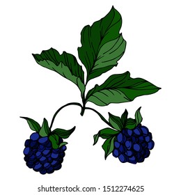 Vector Blackberry healthy food. Black and white engraved ink art. Isolated berry illustration element on white background.