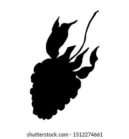 Vector Blackberry healthy food. Black and white engraved ink art. Isolated berry illustration element on white background.