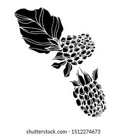 Vector Blackberry healthy food. Black and white engraved ink art. Isolated berry illustration element on white background.