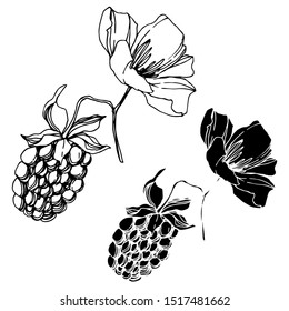 Vector Blackberry healthy food. Black and white engraved ink art. Isolated berry illustration element on white background.