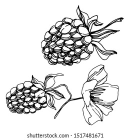 Vector Blackberry healthy food. Black and white engraved ink art. Isolated berry illustration element on white background.