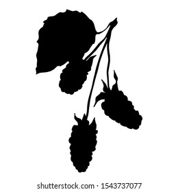 Vector Blackberry healthy food. Black and white engraved ink art. Isolated berry illustration element on white background.