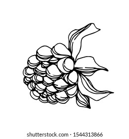 Vector Blackberry healthy food. Black and white engraved ink art. Isolated berry illustration element on white background.