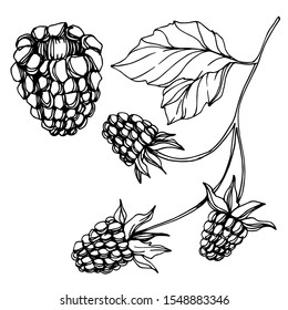 Vector Blackberry healthy food. Black and white engraved ink art. Isolated berry illustration element on white background.