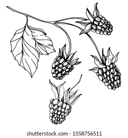 Vector Blackberry healthy food. Black and white engraved ink art. Isolated berry illustration element on white background.