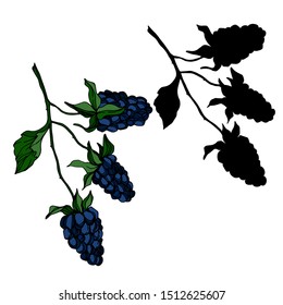 Vector Blackberry healthy food.  engraved ink art. Isolated berry illustration element on white background.