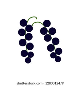 Vector blackcurrant on white