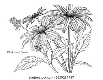 Vector Black-eyed Susan flowers, outline floral illustration, black and white botanical sketch on white background.