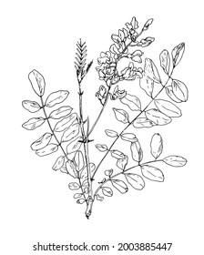 Vector blooming acacia twig with leaves drawn by hand in a sketch style. isolated outline of an acacia tree branch with leaves and flowers in black on a white background for a design template