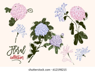 Vector blooming chrysanthemum floral collection in chinese style, colorful ink drawing set of flowers. Asian illustration.