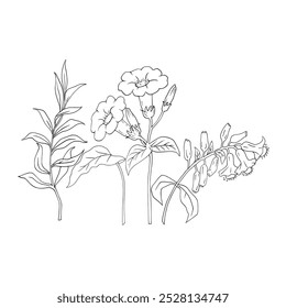 Vector blooming flower and botanical with white background.