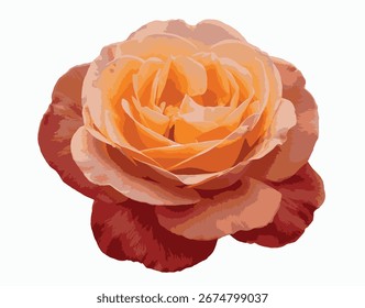 Vector de una rosa naranja-rosa floreciente con delicados pétalos. Elegante Fotografía floral aislada sobre fondo blanco, ideal para el romance, la decoración, el arte botánico y los temas de belleza.