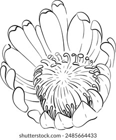Vector floreciendo Protea. Botánica tropical. Flor exótica suave y romántica. Silueta del circuito negro