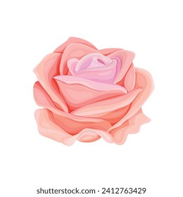 Vector blooming rose on the white background.