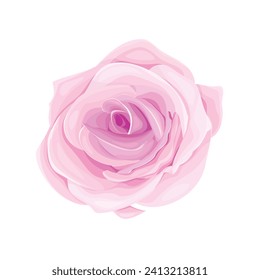 Vector blooming rose on the white background.