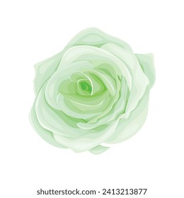 Vector blooming rose on the white background.