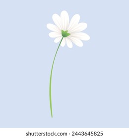 vector blooming spring flowers on white background.