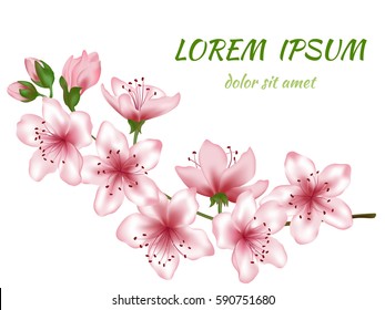 Vector blooming tree branch isolated on white background. Spring flower blossom design. Peach bloom twig or sprig, tree branch. Greeting card with place for text template, clip art. Floral pattern.