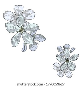 Vector blooming twig, hand draw nature illustration for design and creativity
