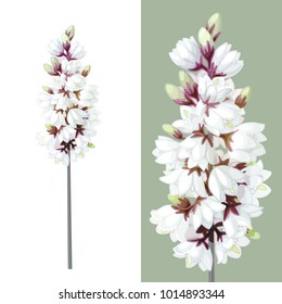 vector Blooming wild yucca flower art. Common yucca, filamentosa, aloifolia, aloe yucca, dagger plant illustration. New mexico cartoon graphic. Handdrawn close-up blossom plant isolated on background
