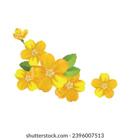 El vector florece flores amarillas sobre fondo blanco.