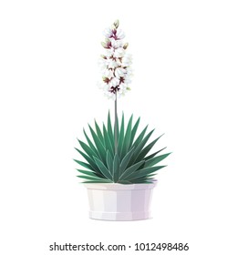 vector Blooming yucca tree in pot. Common yucca, filamentosa, aloifolia, aloe yucca, dagger plant illustration. New mexico cartoon graphic. Handdrawn potted office, house plant isolated on white backg