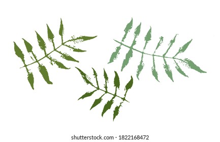 Vector blossom stamp print. Green plants collection. Hand drawn floral elements for your design
