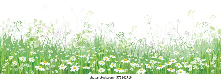 Vector  blossoming flowers  field, nature border isolated.